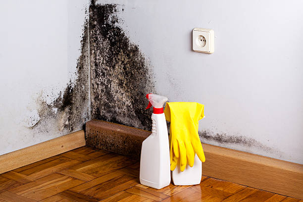 Best Attic Mold Removal  in Hammond, IN