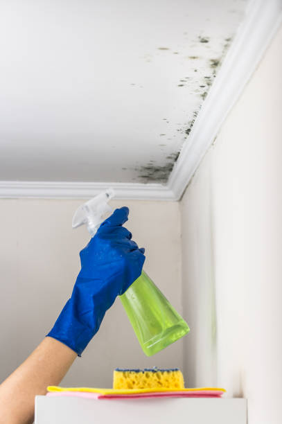 Best Certified Mold Removal  in Hammond, IN
